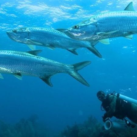 Isla Marisol Resort Ngoại thất bức ảnh