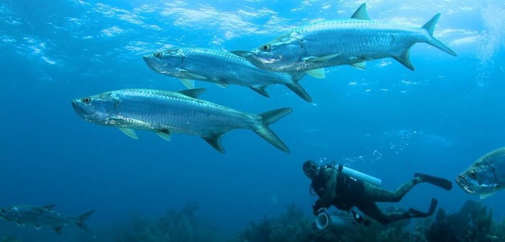 Isla Marisol Resort Ngoại thất bức ảnh
