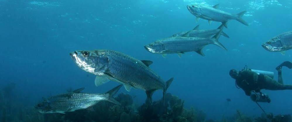 Isla Marisol Resort Ngoại thất bức ảnh